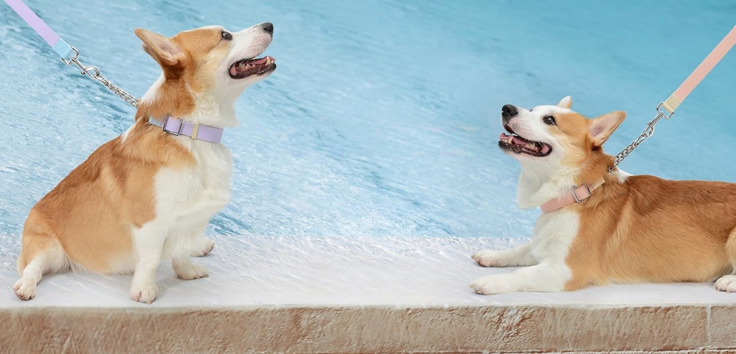 Collars & Leashes
