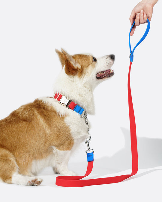Aqua PVC Waterproof Martingale Collar and Leash Set