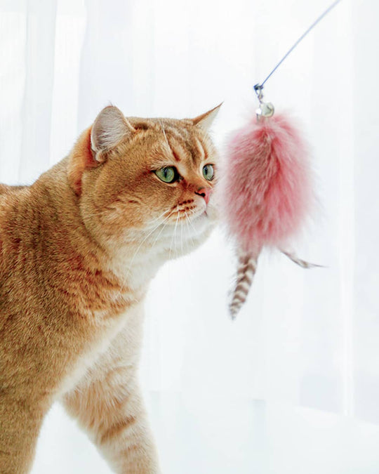 Feather Cat Teaser Wand with Bell