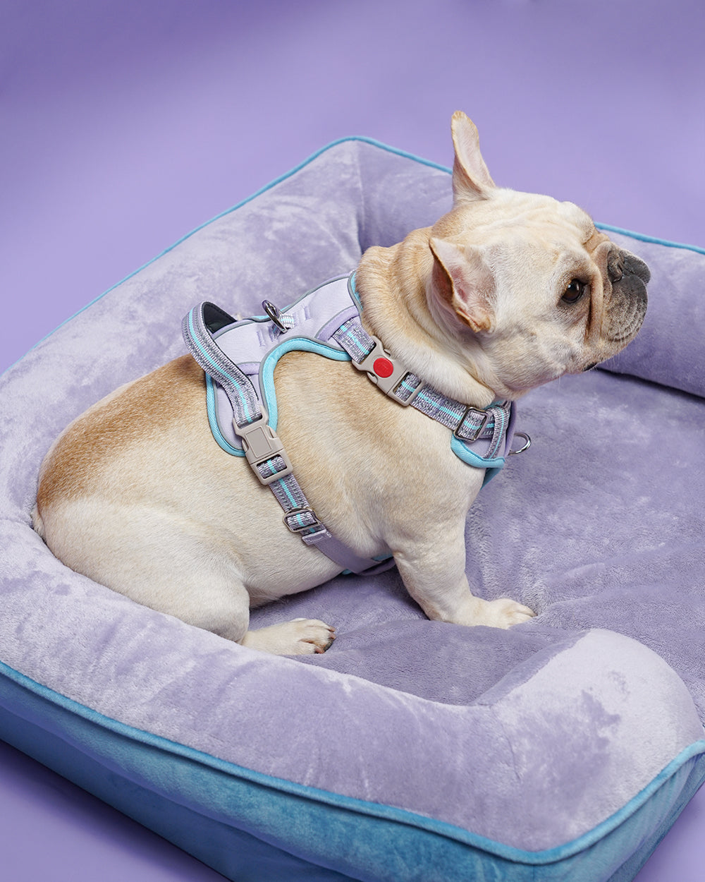 Smart Pro Easy-On No Pull Dog Harness