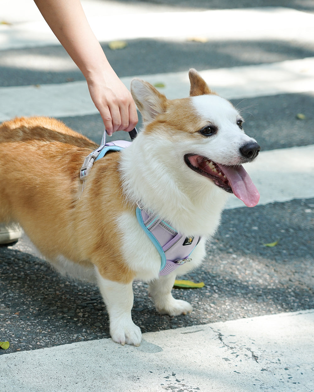 Smart Pro Easy-On No Pull Dog Harness