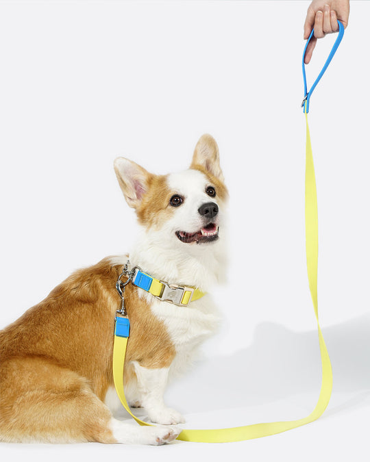 Aqua PVC Waterproof Martingale Collar and Leash Set