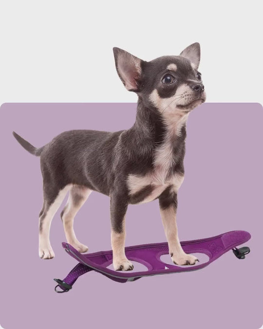 OxyMesh Velcro Step-in Harness and Leash Set